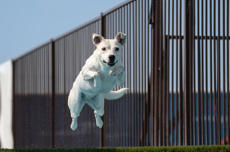 White mixed breed dog during a fun dock diving eventの写真素材