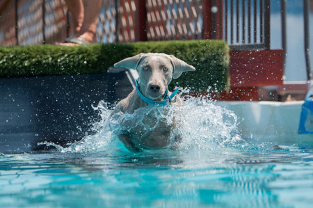 Weimaraner dog right as he lands in a swimming pool after jumping off a dockの写真素材