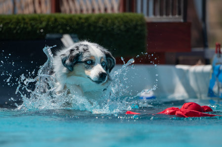 Blue Merle Aussie dog landing in a pool with his red toy and making a splashの写真素材