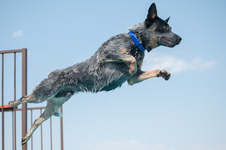 Cattle dog with the sky in the background after jumping off a dock at a dock diving eventの写真素材