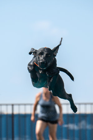 German shorthair pointer after jumping off a dock and about to land in the swimming poolの写真素材