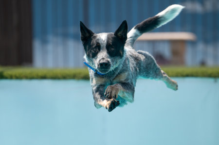 Close up photo of a cattle dog after he jumped off a dock and is about to land in a swimming poolの写真素材