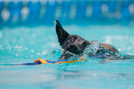 Belgian Malinois dog in a swimming pool about to grab his toy in the waterの写真素材