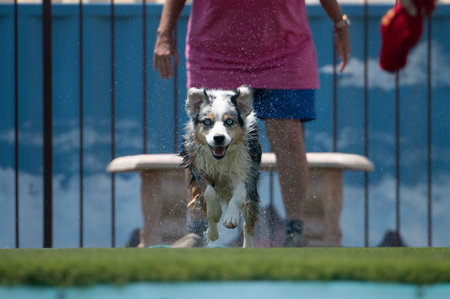 Merle Aussie dog running down a wet dock to jump off into a swimming poolの写真素材