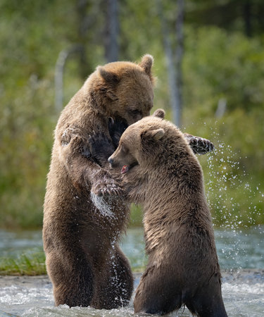 Young female bear and her year old cub play fighting in the water in Alaskaの写真素材