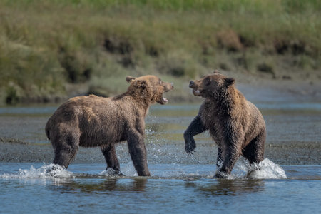 Two young male bears play fighting in the river in Alaskaの写真素材