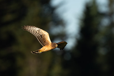 Female harrier hawk known as a ring-tailed hawk searchingの写真素材