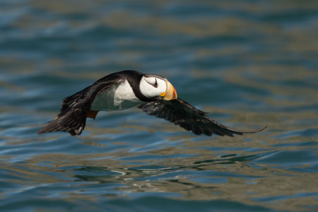 Horned puffin in Alaska flying low over the waterの写真素材