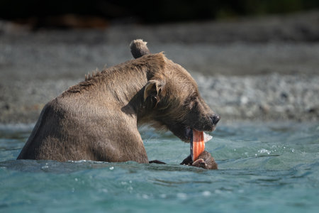 Sow bear in the cold, lake water eating a salmon she just caughtの写真素材