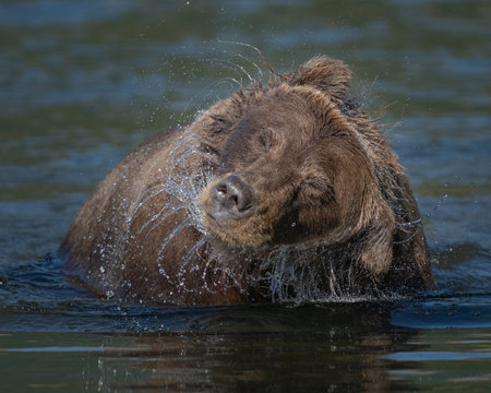 Close up of a bear in the river shaking off water from her faceの写真素材
