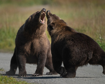 Not all fighting is play and fun as two bears argue over a good fishing spotの写真素材