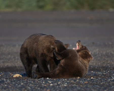 Bear cubs wrestling and playing on the beach in the morning in Alaskaの写真素材