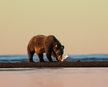 Sow bear in the early morning eating clams at low tide on the beachの写真素材