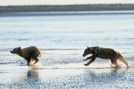 Mom bear chasing another bear at the beach to keep her away from her cubsの写真素材