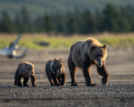 Mother bear and her twin cubs out for a morning walk on the beachの写真素材