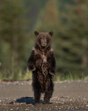 Dark bear cub standing on her hind legs looking around the beachの写真素材