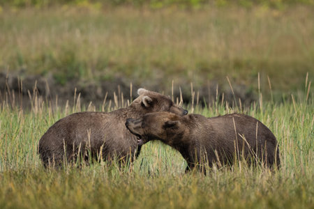Two bears in the tall grass play fighting in Lake Clark, Alaskaの写真素材