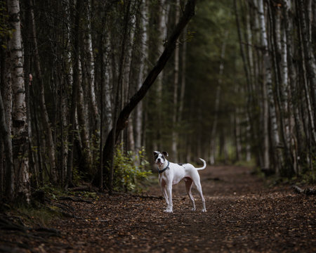 White and brindle dog standing in the woods posed for a natural, outdoor portraitの写真素材