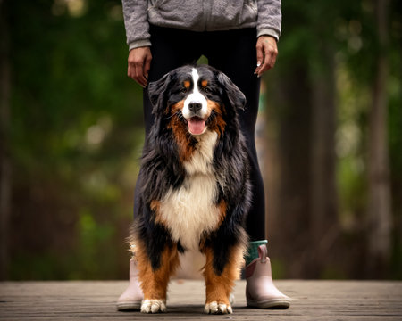 Bernese Mountain Dog standing between the legs of his owner in the woodsの写真素材