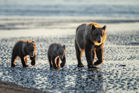 Brown bear and two cubs walking at low tide looking for clamsの写真素材