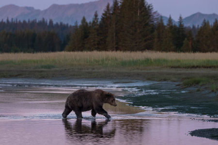 Sunrise in Alaska with a brown bear crossing over the waterの写真素材