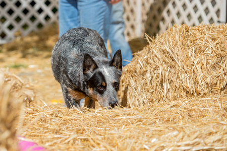 Cattle dog during a barn hunt game checking the hay for a ratの写真素材