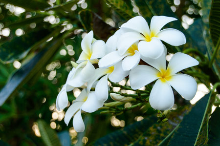 White frangipani and green leaf in sunny dayの写真素材