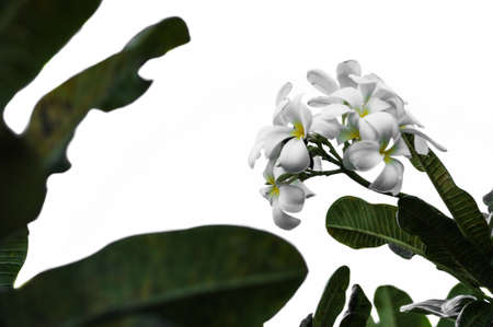 White flower and green leafの写真素材