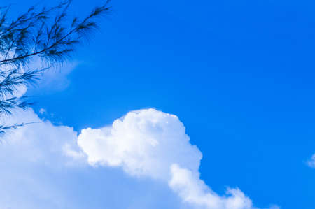 Pine tree and blue sky in sunny dayの写真素材