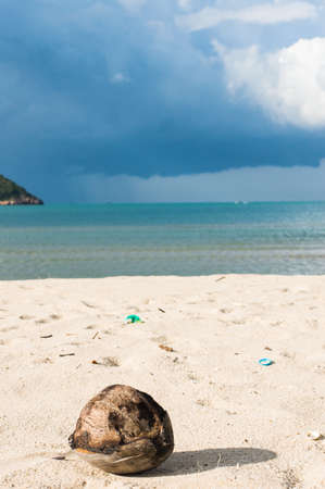 Coconut on a beach and the seaの写真素材