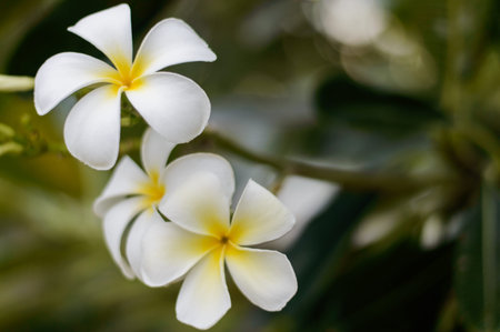 White frangipani