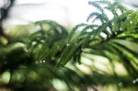 Dew on a leaf