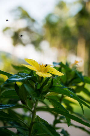 Yellow flower with an insect in the morningの写真素材