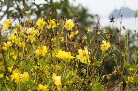 Yellow flower and nature background in a morning