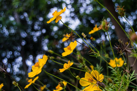 Yellow flower in the garden, closeupの写真素材