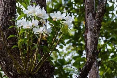 orchids on big tree の写真素材