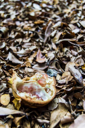 Pomegranate on dry leafの写真素材