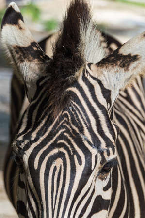 The design and the mane late beautiful on the face of a zebraの写真素材