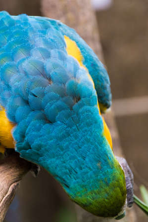 Blue parrot macaw on the treeの写真素材