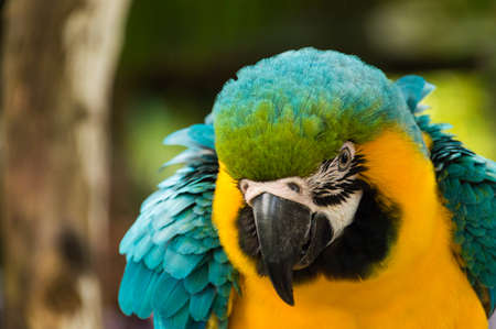 Big macaw colour is bright, closeupの写真素材