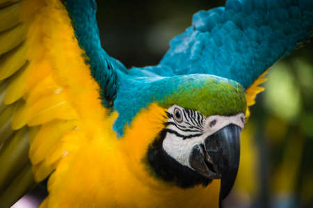 Parrot macaw is spreading the wings to playの写真素材