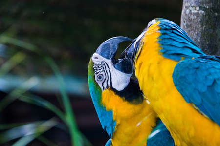 Big macaw colour is brightの写真素材