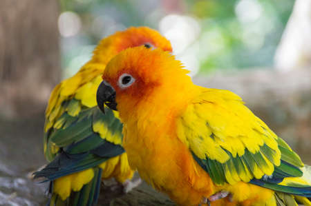 Yellow parrot on the logの写真素材