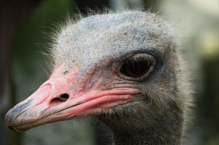 The eye and the face of an ostrich, closeupの写真素材