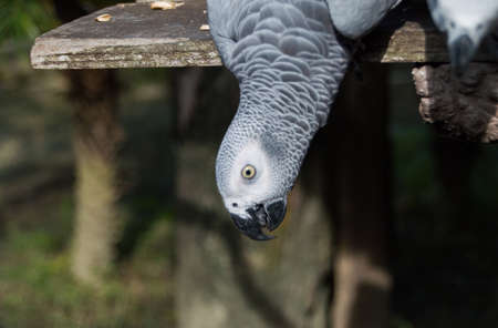 Parrot african greyの写真素材