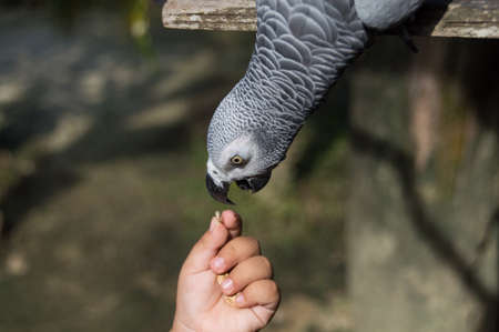 Parrot african grey will be thatting have a meal in the afternoonの写真素材