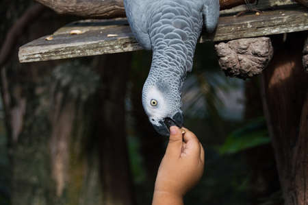 Parrot will be thatting have a meal from a hand of a childの写真素材