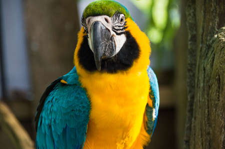 Big parrot macaw closeupの写真素材