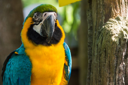 Big parrot macaw closeup in the afternoon