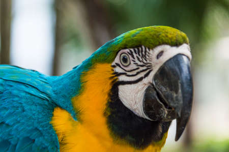 Big macaw colour is bright, closeupの写真素材